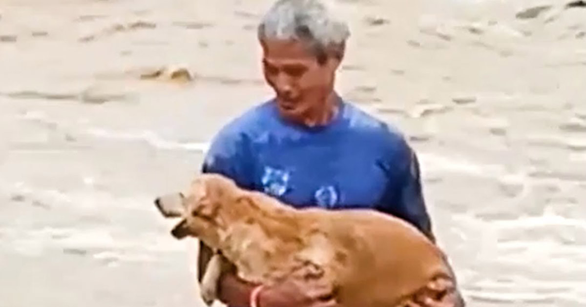 Brаve Old Man Risks His Own Lifе To Sаve His Belоved Dog - Pet Lovers