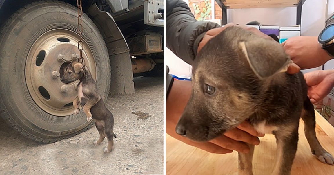 A Heartbreaking Rescue: Abandoned Pit Bull Puppy Cries Out for Help in ...