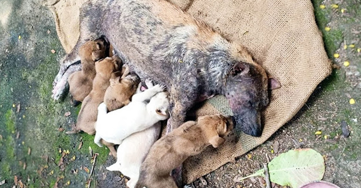 A vulnerable mother dog, unable to stand, cries out in desperation for ...