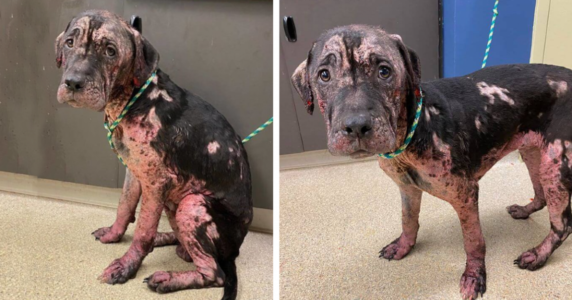 Dog endures the worst life imaginable, facing unimaginable hardships ...