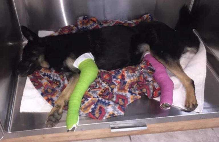 In a heartbreaking incident, a pregnant dog is gravely injured near a ...