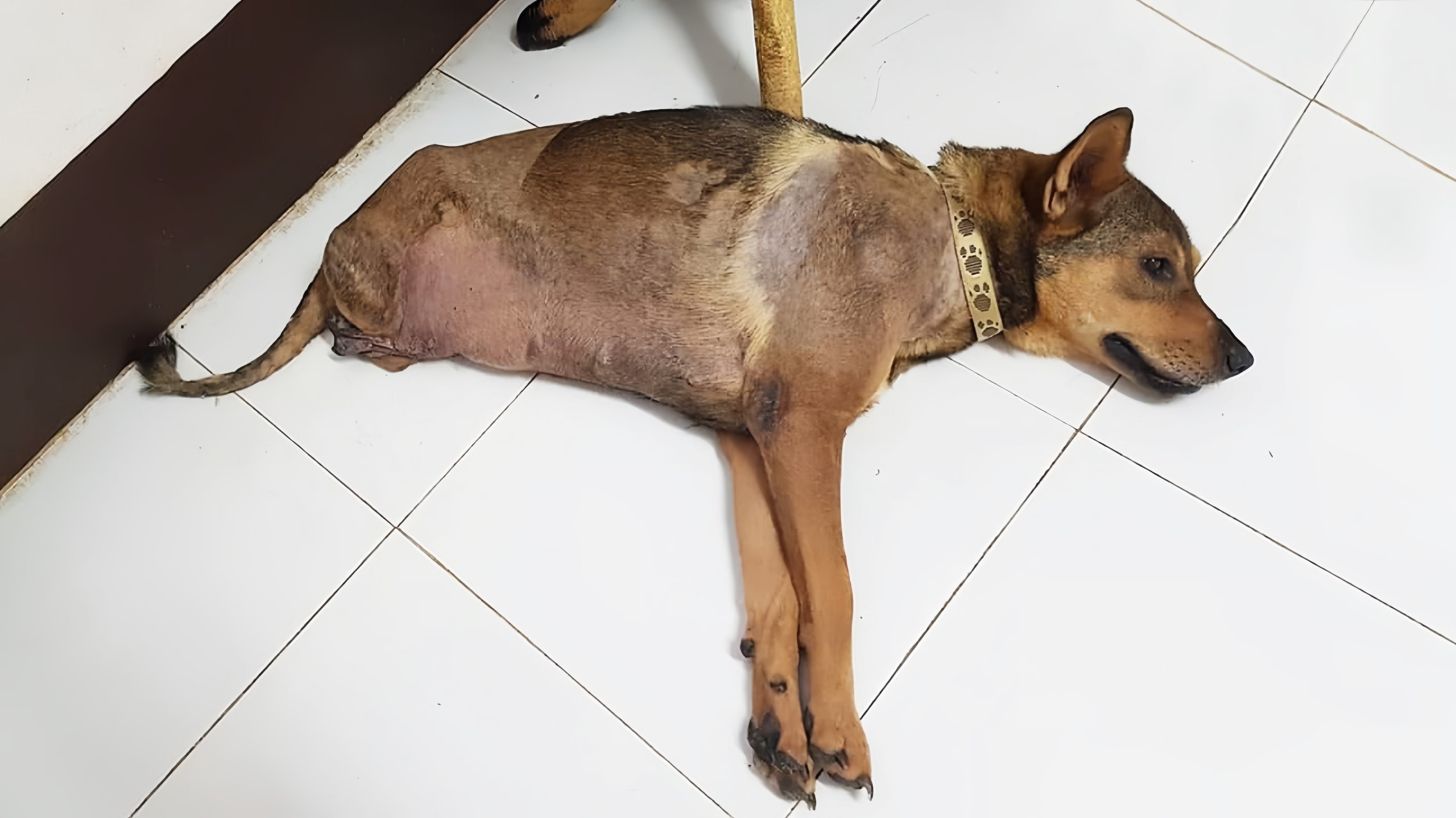 The poor dog was run over by a train but still trying to overcome his ...