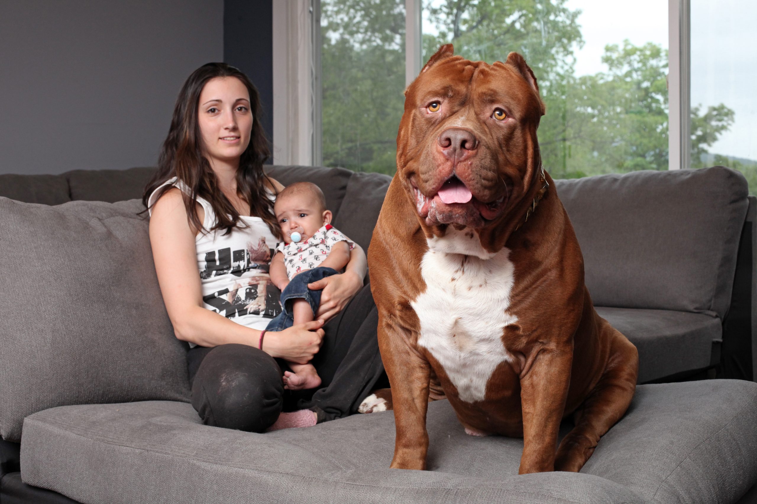 The Video Meet the world’s largest Pit Bull named Hulk, weighing 173 ...