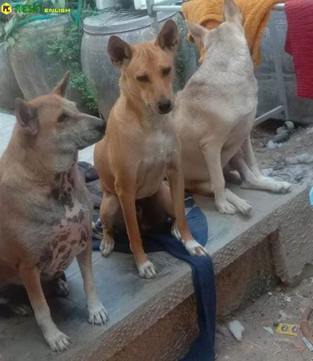 poor-mother-dog-unable-to-stand-lying-there-desperate-crying-for-help-her-puppies-4