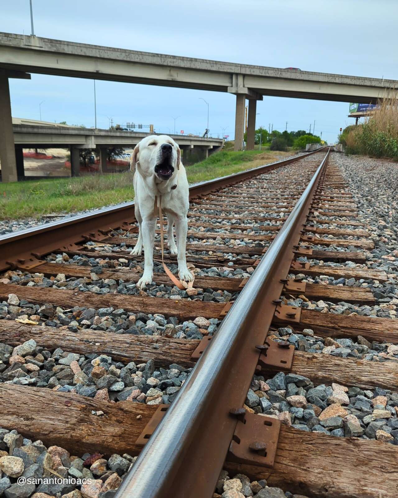 Good Samaritan Finds Dog Stuck To An Active Train Track And Rushes To Help - The Dodo