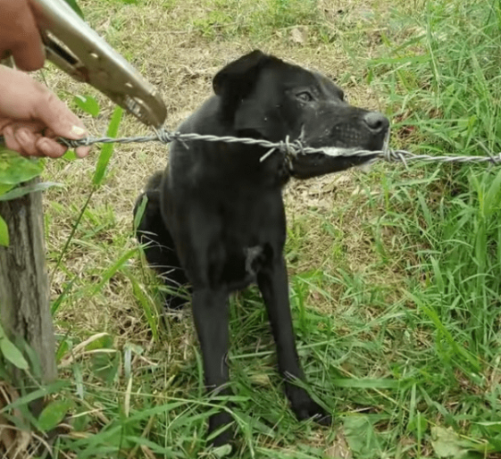 Poor dog with barbed wire stuck in his jaw is extremely painful and can
