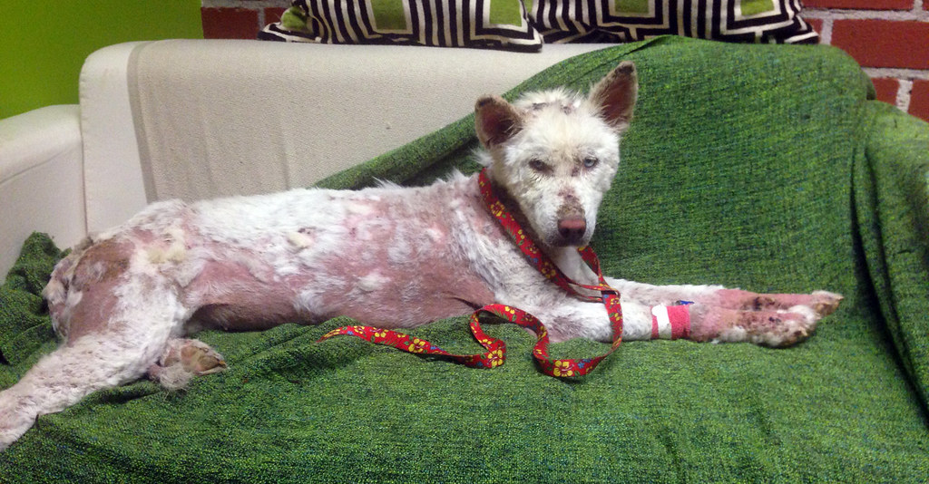 The poor puppy was stung by thousands of bees until he was exhausted and had to ask a doctor to make everyone feel sorry for him. - amazingdiscovery.net