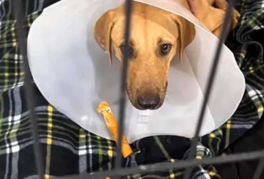 dog with a cone around his neck