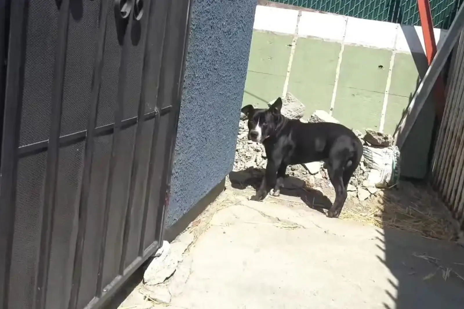 black dog standing on the side of the house