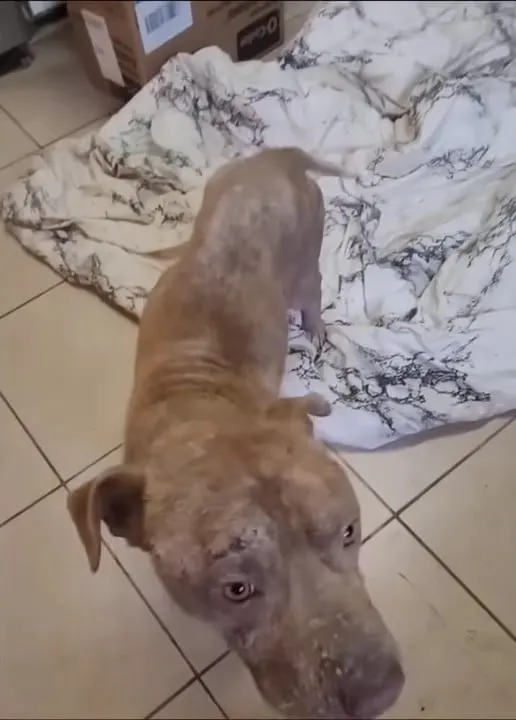 the rescued dog stands on the tiles