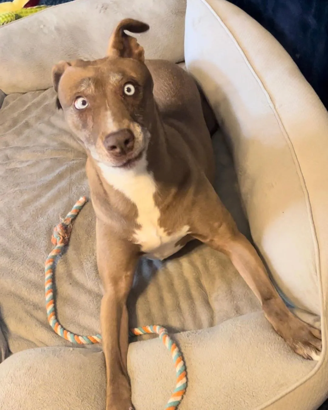 Dog with funny face