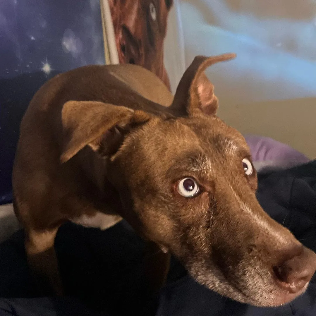 dog with weird eyes