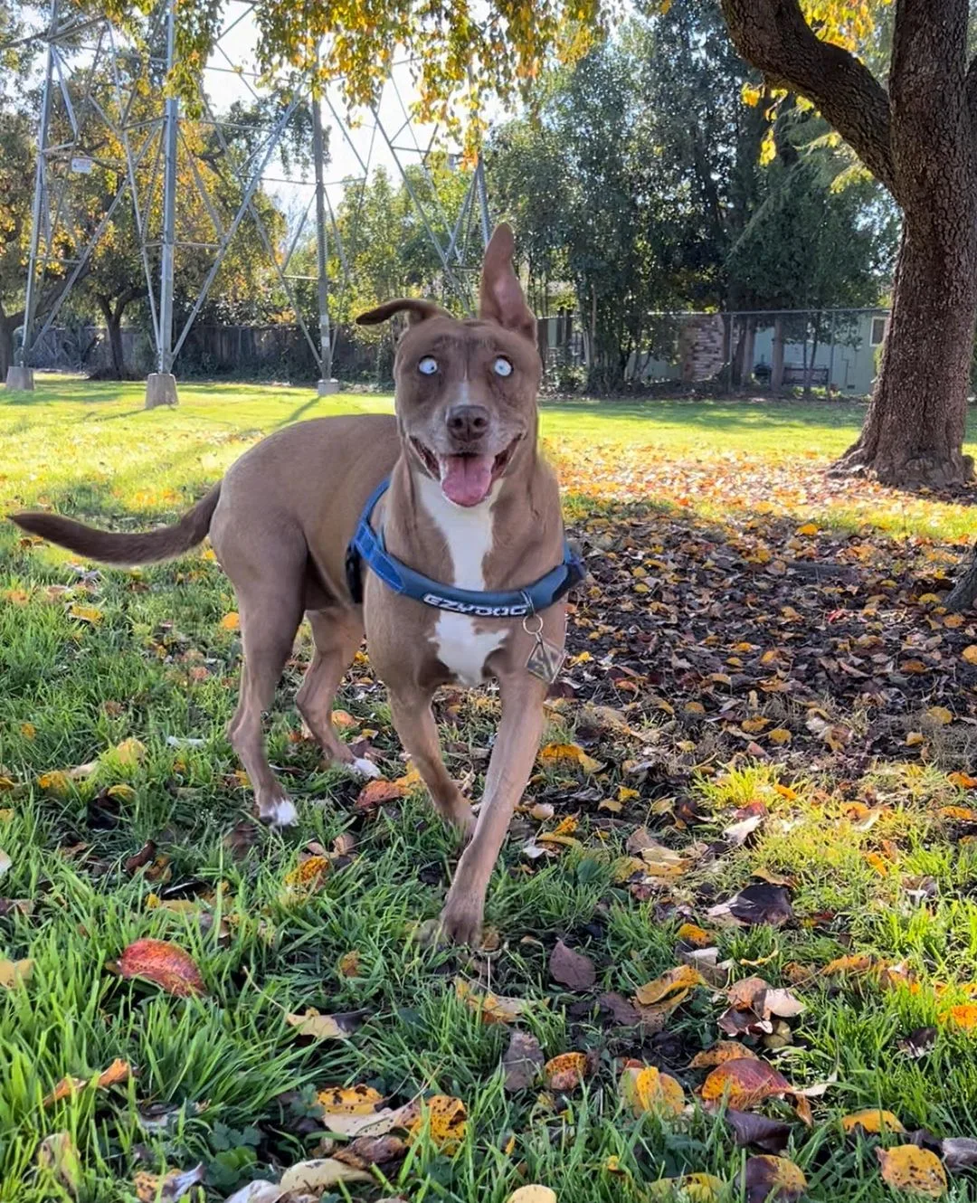funny looking dog