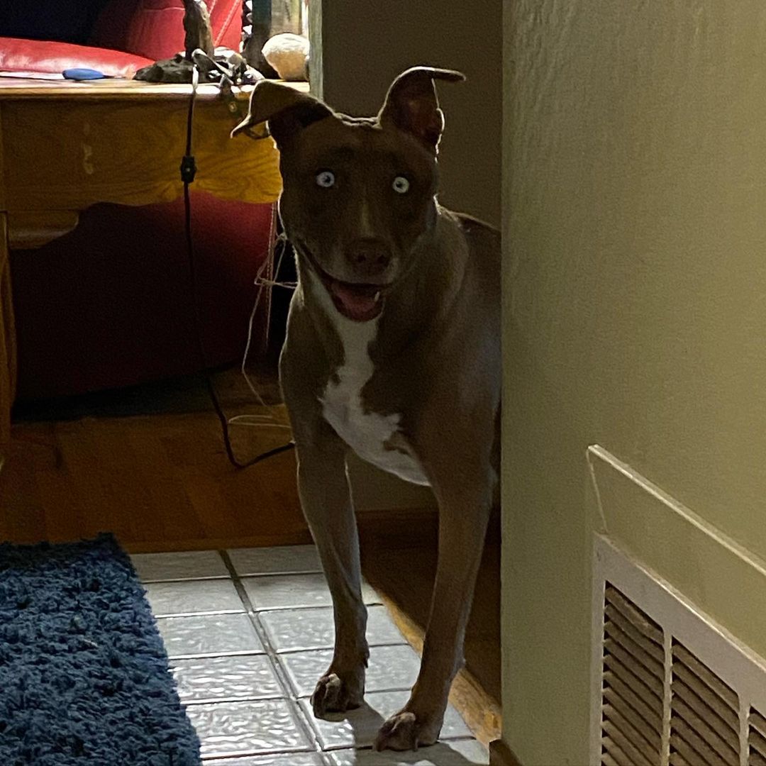 cursed looking dog