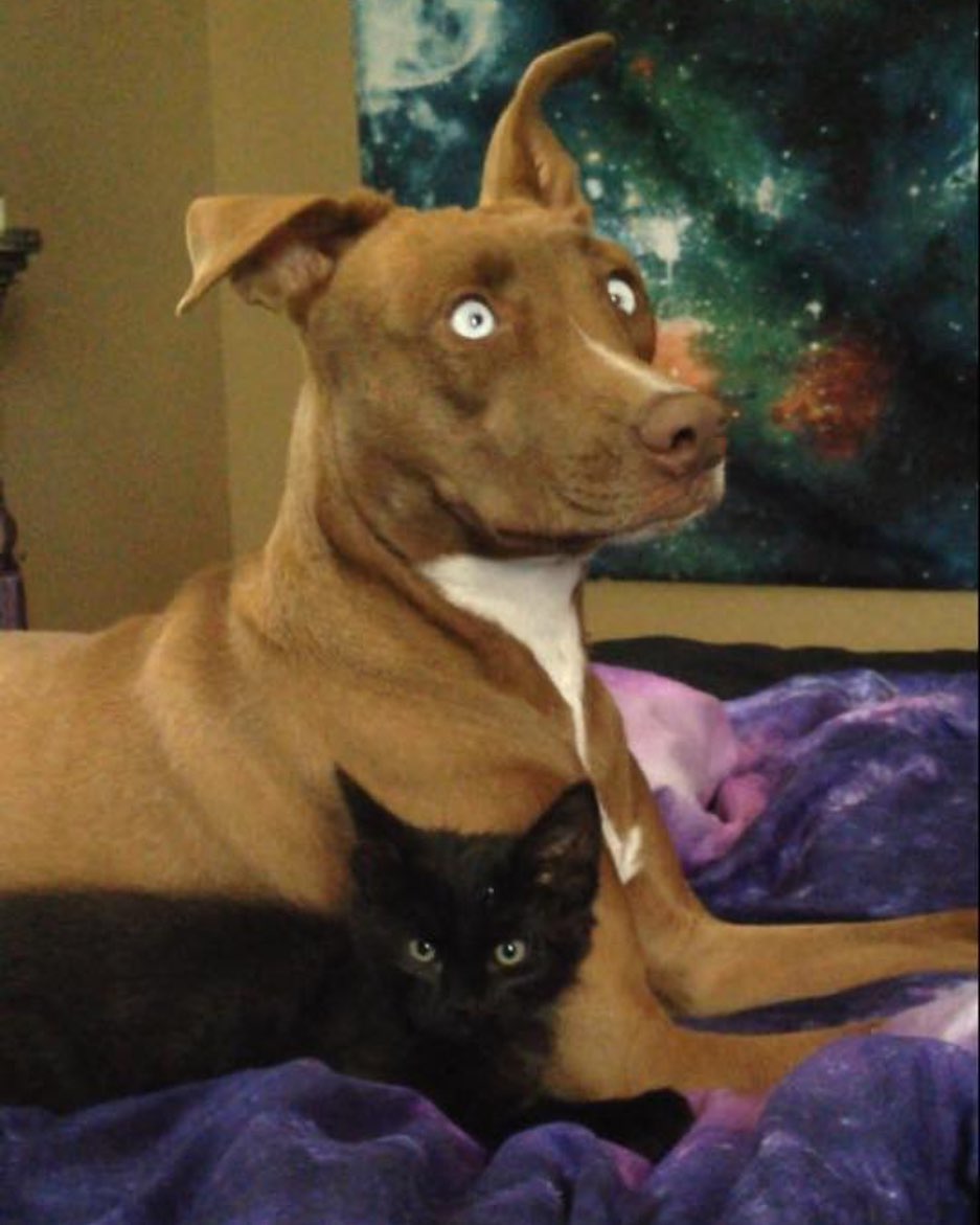 dog and kitten laying together