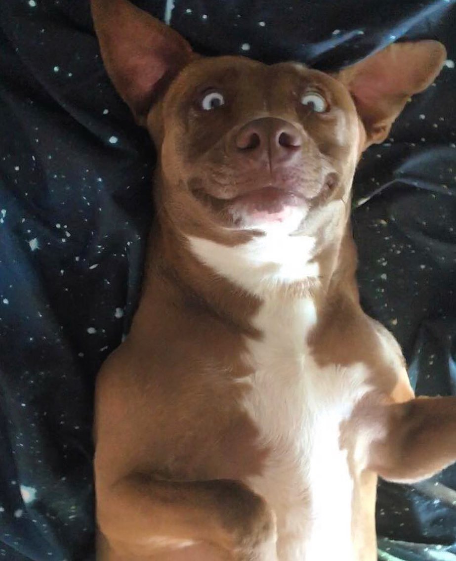 confused looking dog