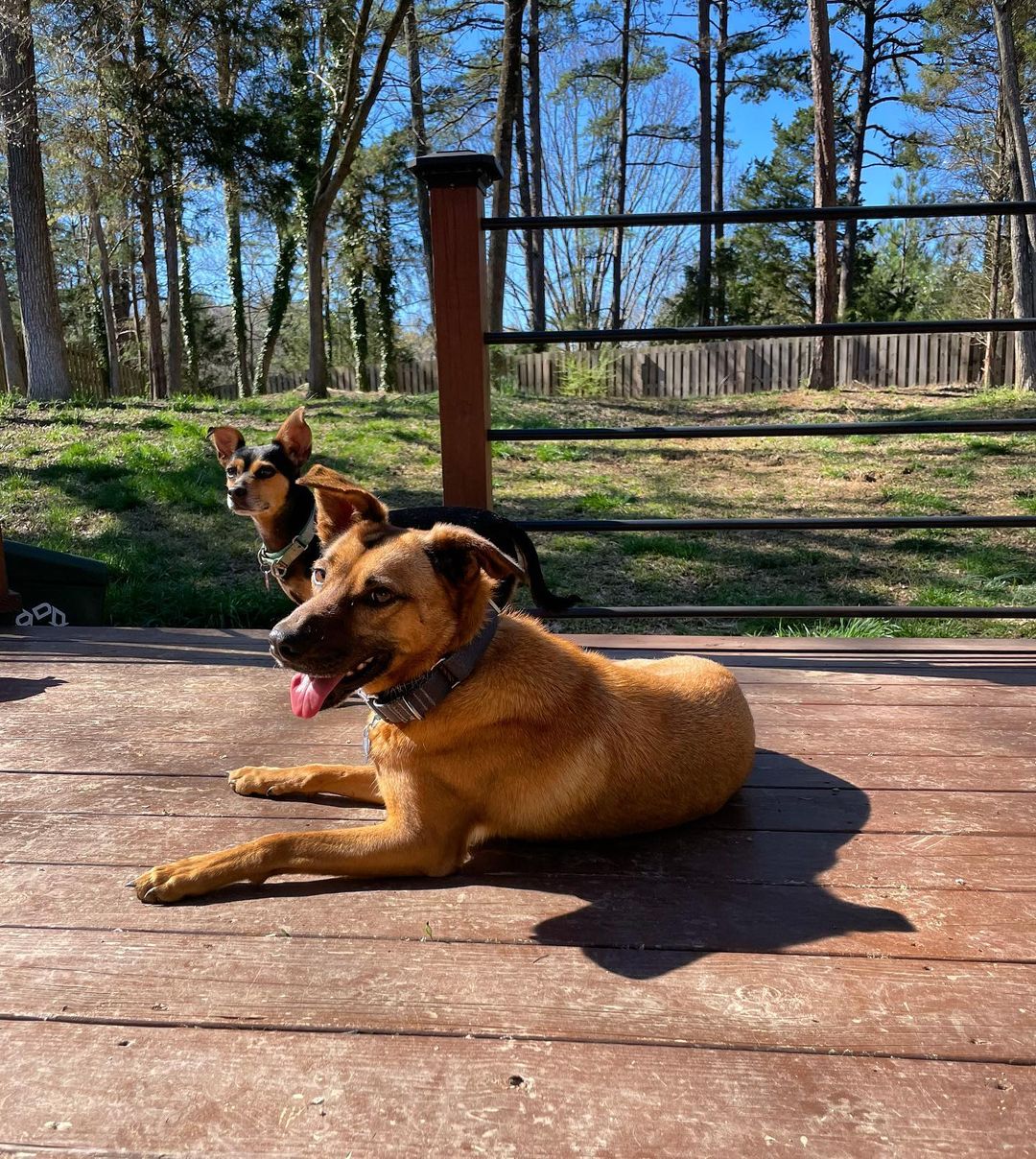 dog lying on a deck in sunshine