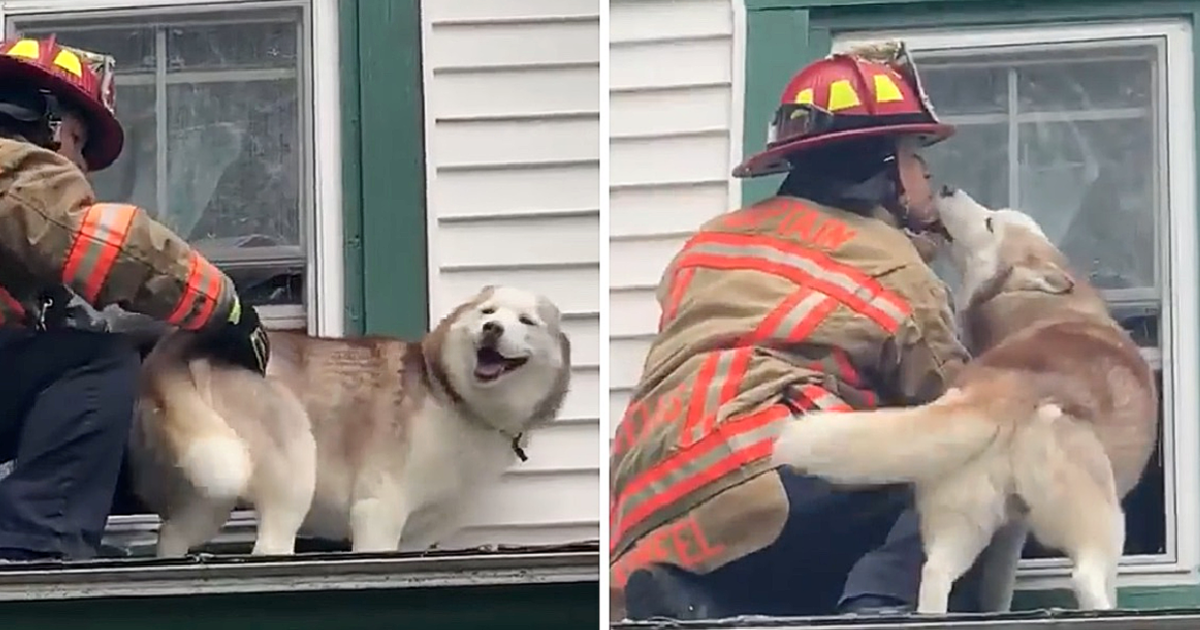 Heartwarming Moment Dog Kisses Firefighter Who Rescued Him from a Roof(01)