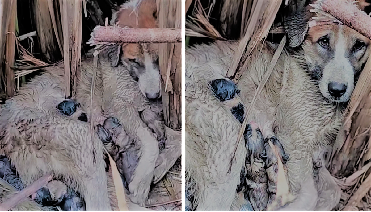 Mamma Dog Fights with all her Strength to Protect her Puppies, but No