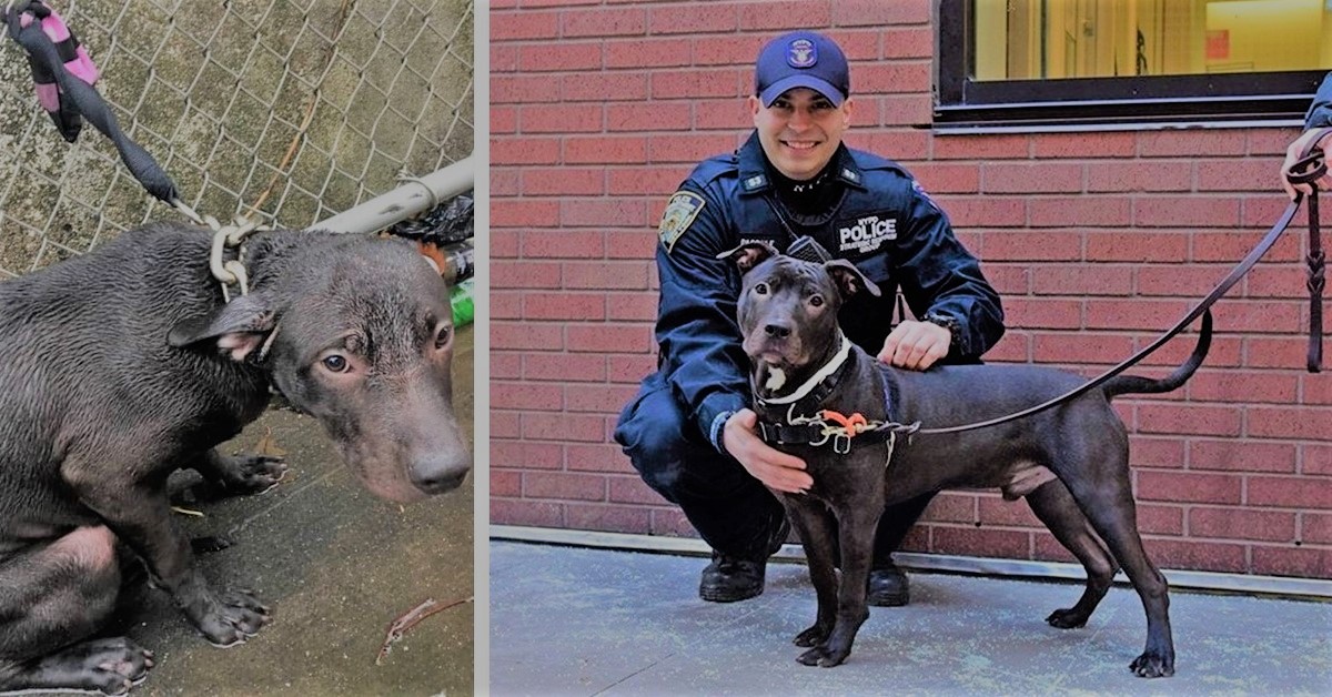 Officer Adopts a Abandoned Dog He Rescued in the Rain - Pet Lovers