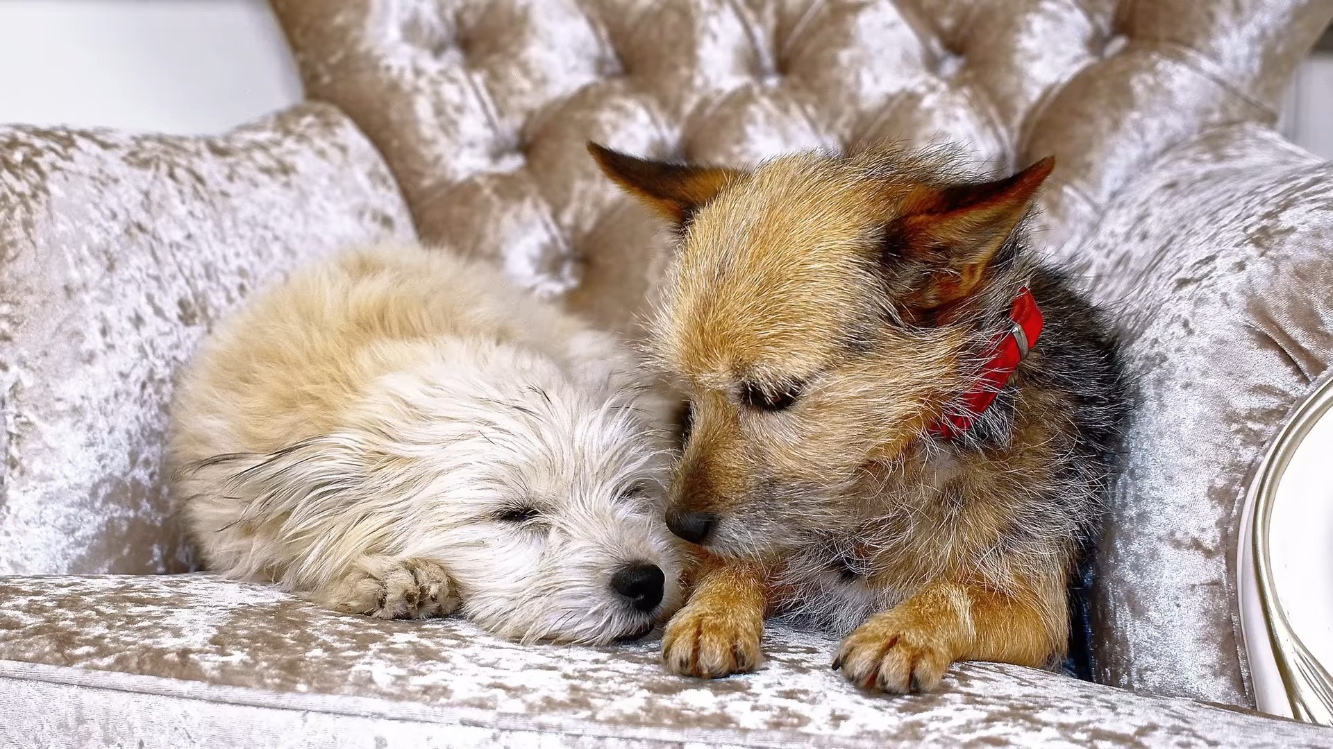 photo of two dogs lying next to each other
