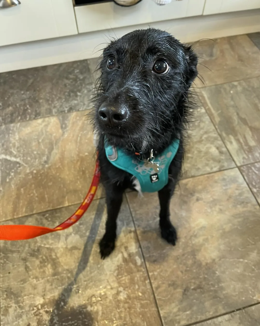 rescued dog sitting on the tile
