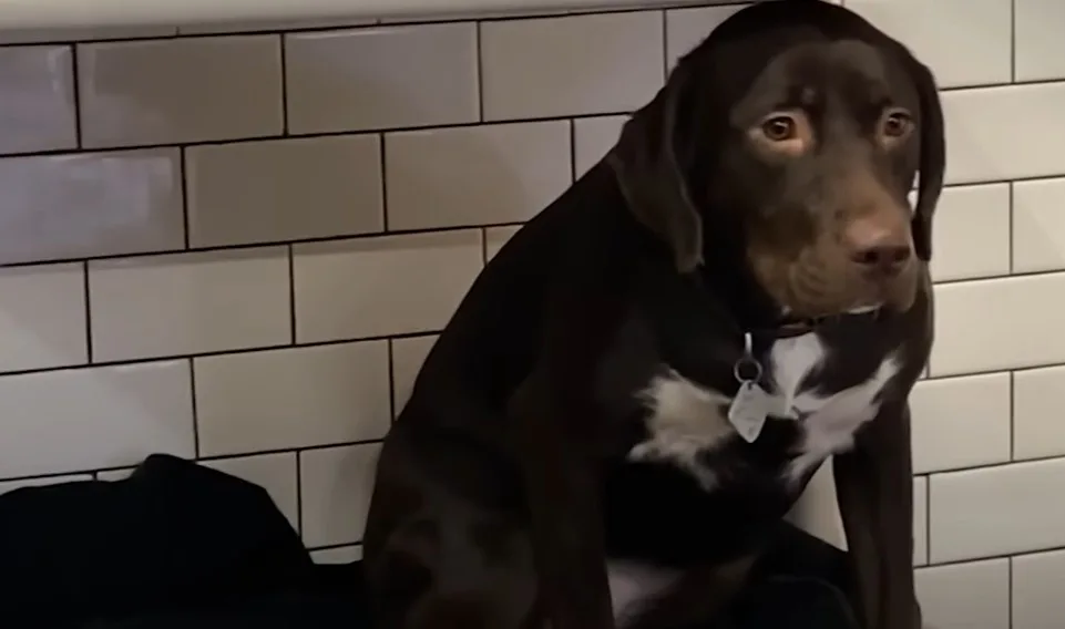 very sad dog