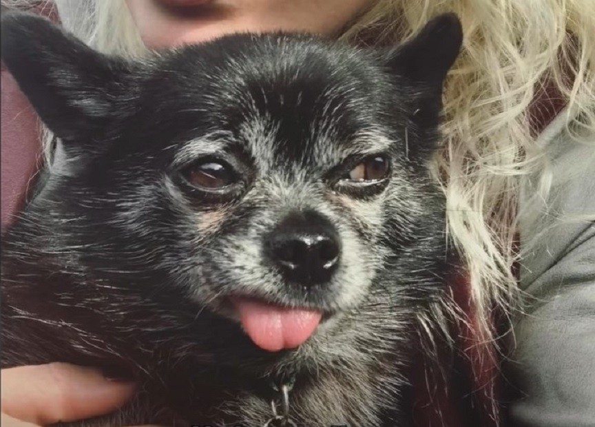 cute dog with tongue out looking away